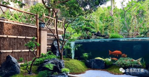 天津大盛潘六叔国寿精品锦鲤与专业鱼粮 秋冬季养护指南