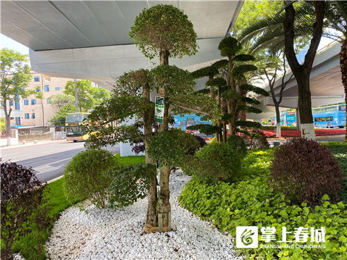 采莲桥下“枯山水” 昆明市政园林精品化试点的匠心之作